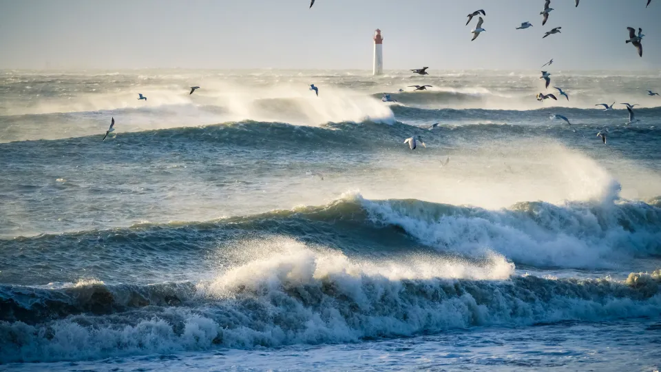 fruit de mer saint clement des baleines